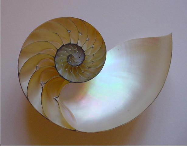 Estructura de la concha del Nautilus pompilius.