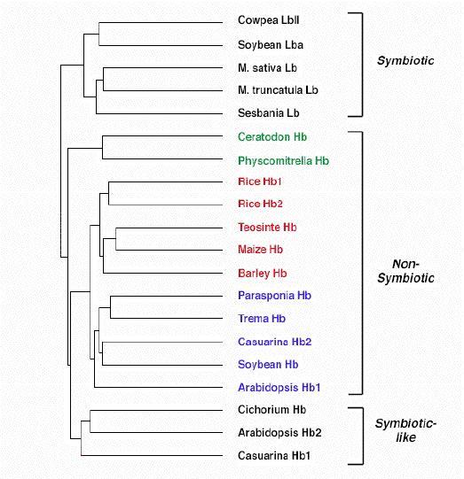 Dendrograma que ilustra la relacin que existe entre la secuencia de aminocidos de algunas hemoglobinas vegetales. Las Hbns de musgos, monocotiledneas y dicotiledneas se muestran en color verde, rojo y azul, respectivamente.