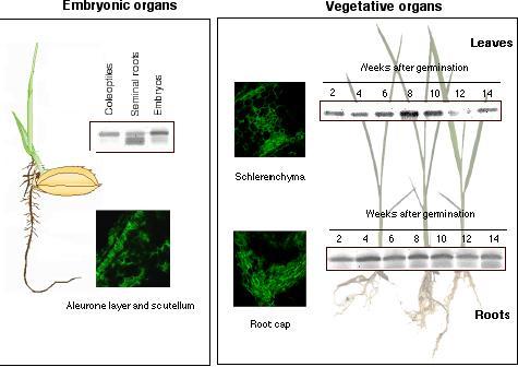 Deteccin de Hbns en los rganos y tejidos del arroz mediante "Western blot" y microscopa confocal, al utilizar anticuerpos antiHb1 del arroz. Tomado de LiraRuan et al. (2001), Ross et al. (2001) y Ross et al. (2002).