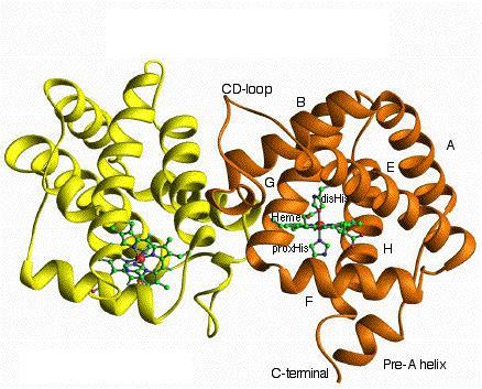Estructura cuaternaria de Hb1 dimrica del arroz. Las letras A a la H sealan a las hlices alfa. Tomado de Hargrove et al. (2000).