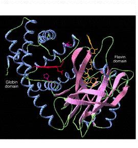 Estructura terciaria predicha de la flavohemoglobina de Sinorhizobium meliloti. El grupo hemo, la His proximal y Gln distal, y los cofactores FAD and NAD se muestran con los colores rojo, lila y amarillo, respectivamente.